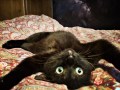 Crazy (1)
